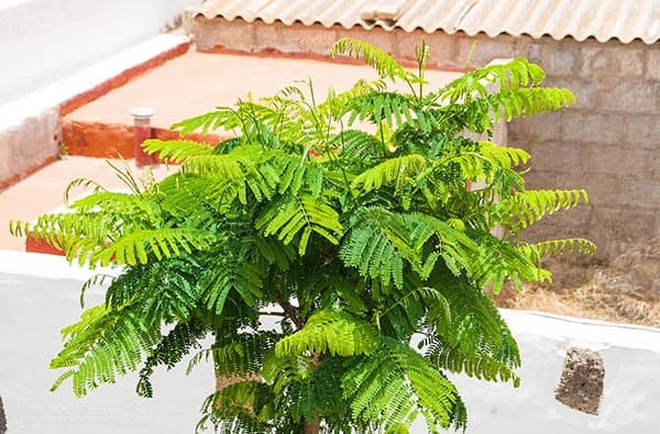 Fuerteventura Fotos › Landschaft › Pflanzen › Bild 13