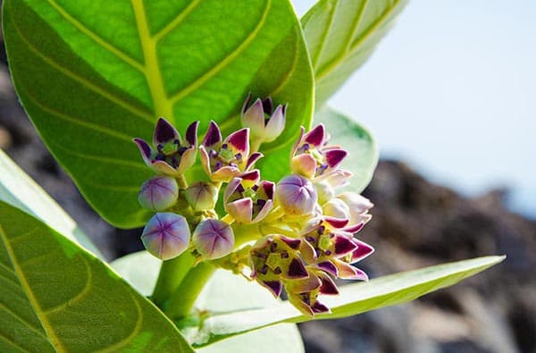 Fuerteventura Fotos › Landschaft › Pflanzen › Bild 18