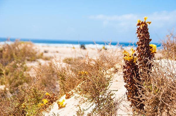 Fuerteventura Fotos › Landschaft › Pflanzen › Bild 19