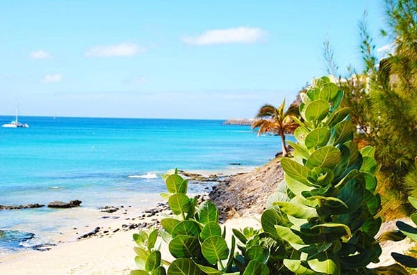 Fuerteventura Fotos › Landschaft › Pflanzen › Bild 4