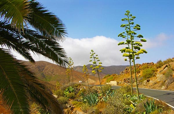 Fuerteventura Fotos › Landschaft › Idylle › Bild 12
