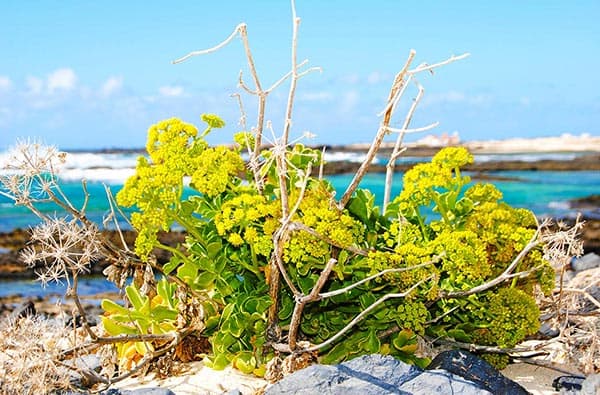 Fuerteventura Fotos › Landschaft › Pflanzen › Bild 1