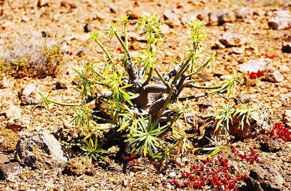 Fuerteventura Fotos › Landschaft › Pflanzen › Bild 10