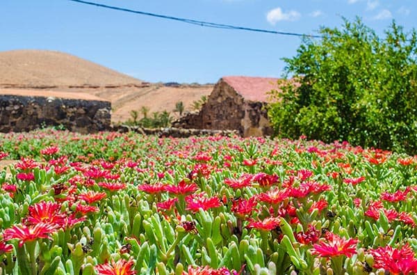 Fuerteventura Fotos › Landschaft › Pflanzen › Bild 12