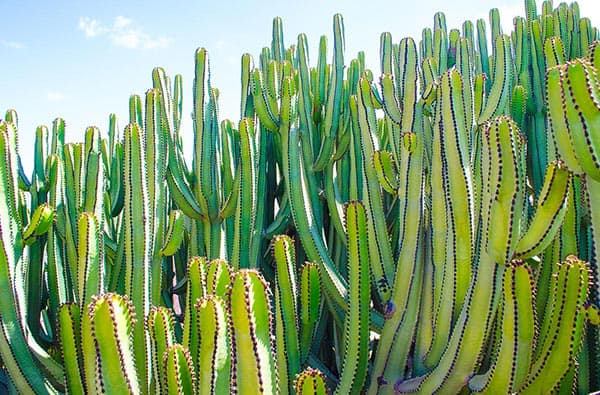 Fuerteventura Fotos › Landschaft › Pflanzen › Bild 16