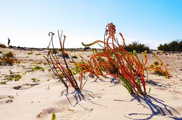 Fuerteventura Fotos › Landschaft › Pflanzen › Bild 2