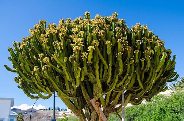 Bild Landschaft Pflanzen, Fuerteventura