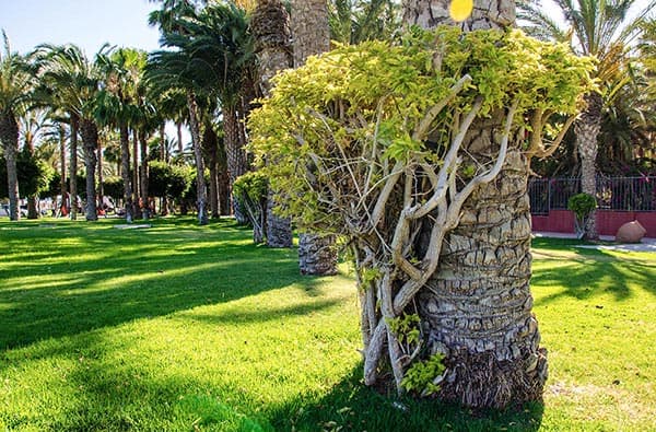 Bild Landschaft Pflanzen, Fuerteventura