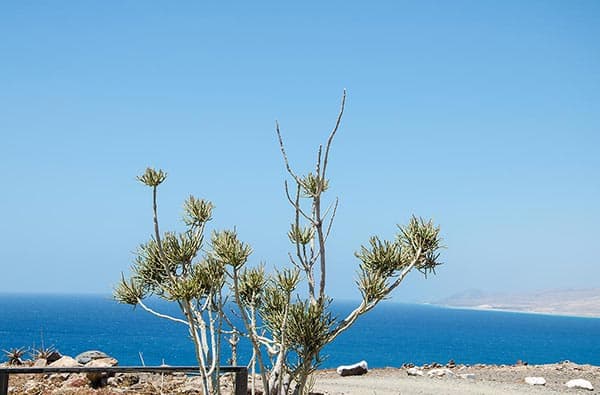 Fuerteventura Fotos › Landschaft › Pflanzen › Bild 26