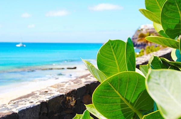 Fuerteventura Fotos › Landschaft › Pflanzen › Bild 3