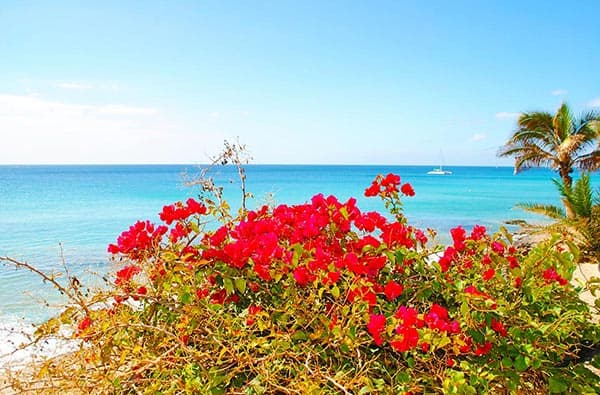 Fuerteventura Fotos › Landschaft › Pflanzen › Bild 5