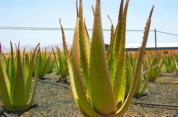 Fuerteventura Fotos › Landschaft › Pflanzen › Bild 6