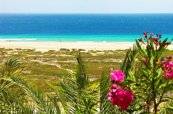 Fuerteventura Fotos › Landschaft › Pflanzen › Bild 8