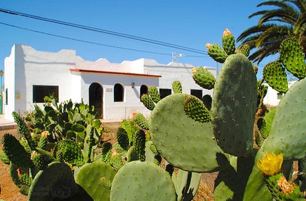 Fuerteventura Fotos › Landschaft › Pflanzen › Bild 9