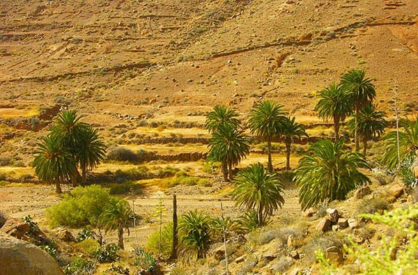 Fuerteventura Fotos › Landschaft › Taeler › Bild 10