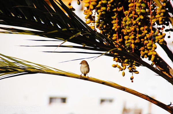 Fuerteventura Fotos › Landschaft › Tiere › Bild 1