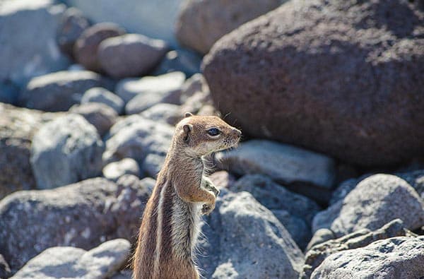 Fuerteventura Fotos › Landschaft › Tiere › Bild 10