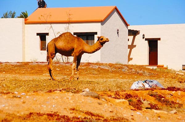Bild Landschaft Tiere, Fuerteventura