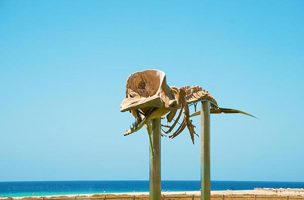 Fuerteventura Fotos › Ortschaft › Jandia › Bild 8