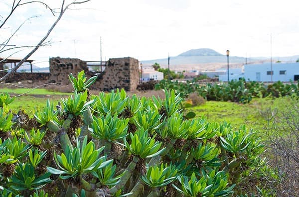 Fuerteventura Fotos › Ortschaft › Lajares › Bild 17